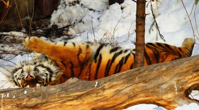 К чему снится тигр — правильное толкование сна